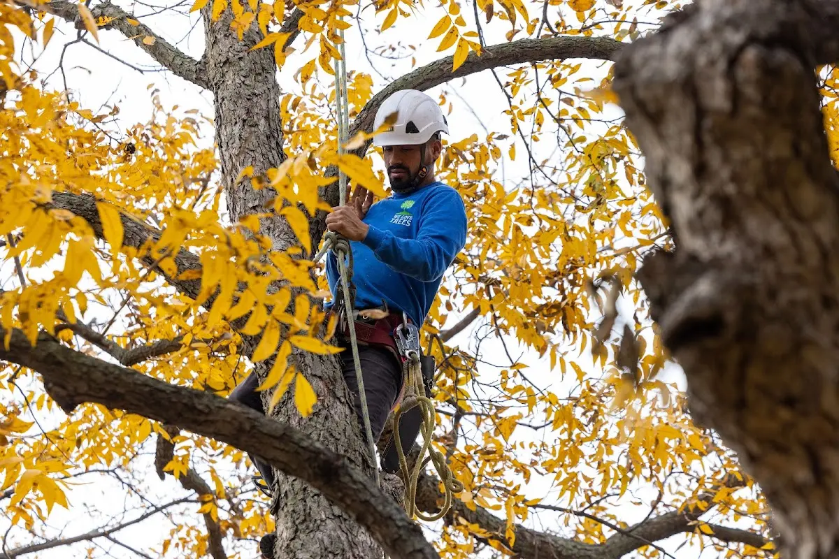 Skilled Tree Trimming crew working in Denver