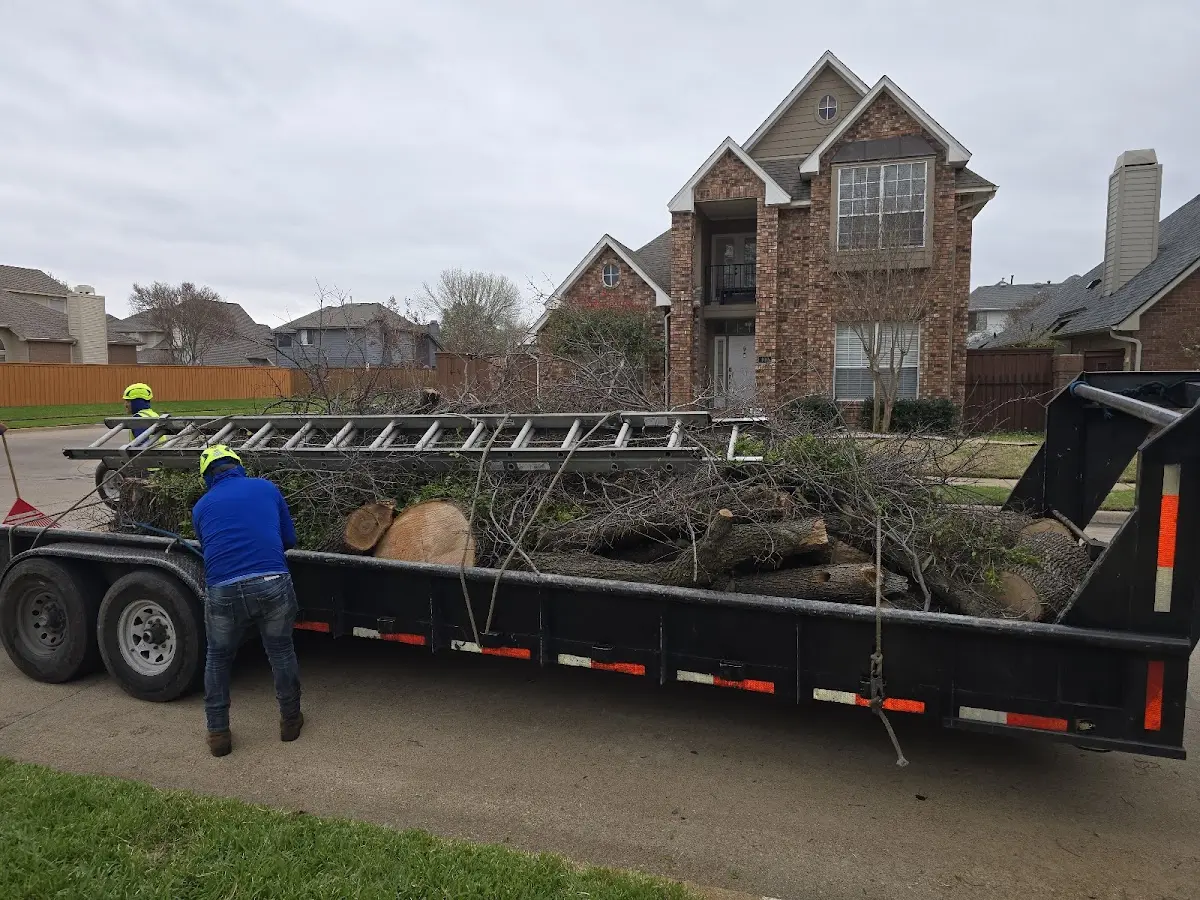 Expert Tree Removal with proper safety equipment in Denver